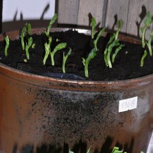 Zasetý hrách měl také magický význam. Foto: Kamila Dvořáková