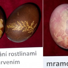 Mramorování a ovazování vajíčka rostlinami před barvením. Foto: Kamila Dvořáková