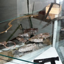 Archeologické nálezy z lokality Havírna u Štěpánova, včetně vybavení horníka. Foto: Kamila Dvořáková