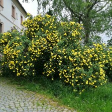 Jako každý rok v době konání muzejní noci rozkvetla u Moučkova domu růže Hugova. Foto: Kamila Dvořáková