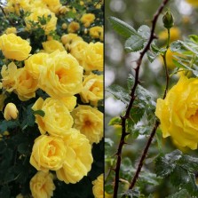 Voňavá krása před Moučkovým domem. Foto: Kamila Dvořáková, Milan Šustr