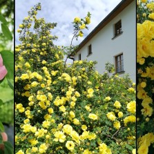 Jen růže Hugova u Moučkova domu a růže šípková u tvrze kvetou dál. Foto: Kamila Dvořáková