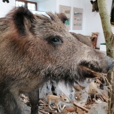 Bachyně. Foto: Kamila Dvořáková