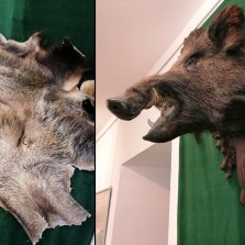 Kančí hlava a "škára". Foto: Kamila Dvořáková