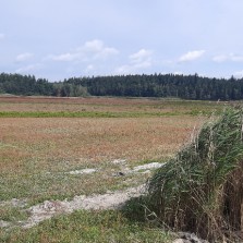 Dočasně vypuštěný Matějovský rybník. Foto: Jiří Spurný