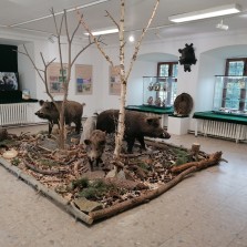 První místnost výstavy ČERNÍ RYTÍŘI NAŠICH LESŮ. Foto: Kamila Dvořáková