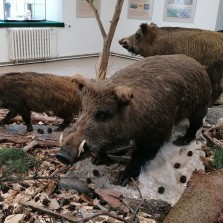 Výstava se podrobně věnuje prasatům divokým. Foto: Kamila Dvořáková