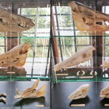 Lebky a zuby prasat. Foto: Kamila Dvořáková