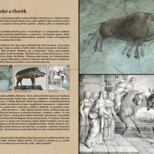 Prase divoké a člověk v průběhu věků. Foto: Kamila Dvořáková