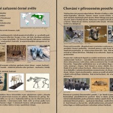 Podrobnosti o životě prasat divokých. Foto: Kamila Dvořáková