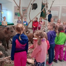 Děti z MŠ se dozvídají o prasatech divokých mnoho zajímavého. Foto: Simona Dajčová