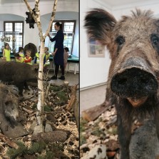 Dětem se možnost vidět divoká prasata zblízka moc líbí. Foto: 2. B. 2. ZŠ, Kamila Dvořáková