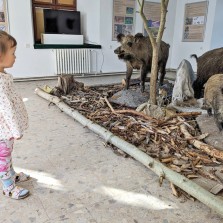 Prasata vzbuzují úctu. Foto: Martina Schutová