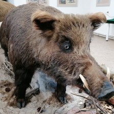 Detail kňoura. Foto: Kamila Dvořáková