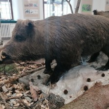 Kňour. Foto: Kamila Dvořáková