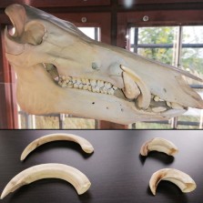 Lebka a špičáky (zbraně) kňoura. Foto: Kamila Dvořáková