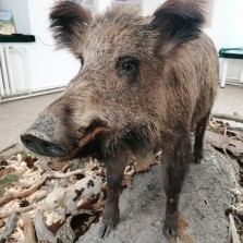 Detail bachyně. Foto: Kamila Dvořáková