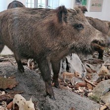 Bachyně. Foto: Kamila Dvořáková