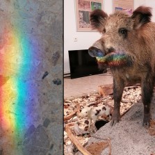 Kouzlo nechtěného – lom světla ve skleněné vitríně na krátký okamžik dne učiní prase "duhovým". Foto: Kamila Dvořáková