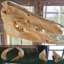 Lebka bachyně a špičáky (háky). Foto: Kamila Dvořáková