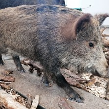 Loňské sele – lončák. Foto: Kamila Dvořáková