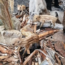 Letošní selata – letošáci. Foto: Kamila Dvořáková