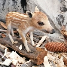 Pruhovaný letošák – markazín. Foto: Kamila Dvořáková