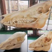 Lebky lončáka, letošáka a pro porovnání prasete domácího (vpravo dole). Foto: Kamila Dvořáková