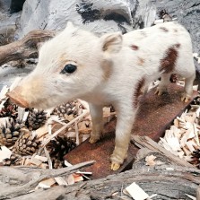 Sele – barevný atyp. Foto: Kamila Dvořáková