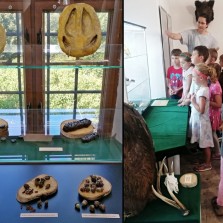 Jak poznáte, že před vámi v lese byla divoká prasata? Foto: Kamila Dvořáková, 2. B. 2. ZŠ