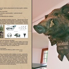 Co jsou trofeje? Foto: Kamila Dvořáková