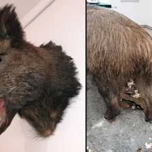 Preparovaná prasečí hlava i ocas (pírko) jsou trofejemi. Foto: Kamila Dvořáková