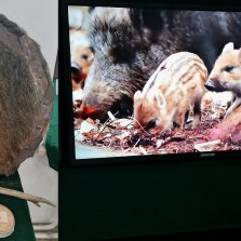 Součástí výstavy jsou i videa a předměty, které si návštěvníci mohou osahat. Foto: Kamila Dvořáková