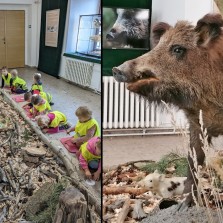 Děti na výstavě pracují, bachyně přihlíží. Foto: Martina Schutová, Kamila Dvořáková