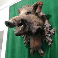 Preparovaná hlava – trofej. Foto: Kamila Dvořáková