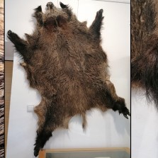 Kůže prasete divokého – škára. Foto: Kamila Dvořáková