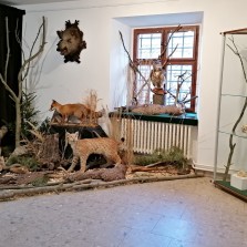 Místnost třetí je věnována predátorům černé zvěře. Foto: Kamila Dvořáková