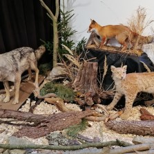 Hlavní predátoři černé zvěře. Foto: Kamila Dvořáková