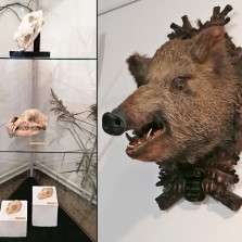 Lebky predátorů černé zvěře a preparovaná hlava jejich kořisti. Foto: Kamila Dvořáková