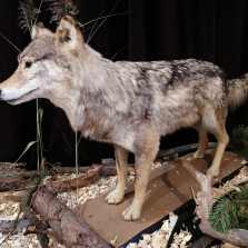 Vlk obecný. Foto: Kamila Dvořáková