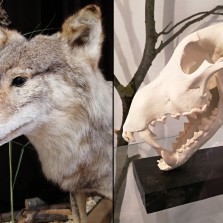 Kopie lebky a detail vlka obecného. Foto: Kamila Dvořáková