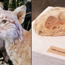 Lebka a detail rysa ostrovida. Foto: Kamila Dvořáková