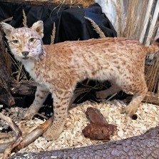 Rys ostrovid. Foto: Kamila Dvořáková