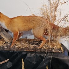 Liška obecná. Foto: Kamila Dvořáková