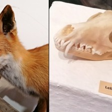 Lebka a detail lišky obecné. Foto: Kamila Dvořáková
