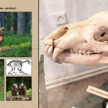 Medvěd hnědý a jeho lebka. Foto: Kamila Dvořáková