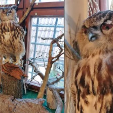 Výr velký. Foto: Kamila Dvořáková