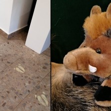 Výstavou provází stopy prasete divokého a maskotem je plyšák Jindřich Štětinka. Foto: Kamila Dvořáková