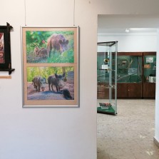 Panely s informacemi i fotografiemi prasat divokých. Foto: Kamila Dvořáková