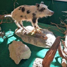 Sele – barevný atyp na chodbě tvrze. Foto: Kamila Dvořáková